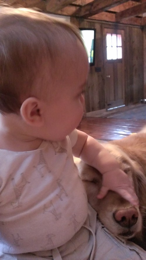 Such a patient pooch.